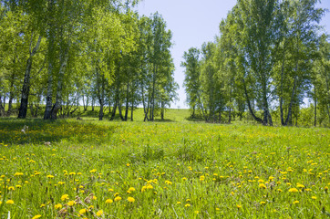Beautiful landscape the green wood with yellow colors in a green grass 