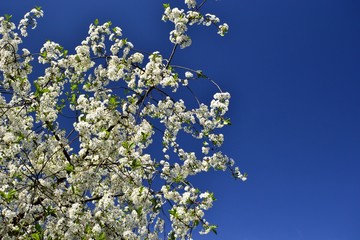 Цветущие ветки деревьев на фоне синего неба