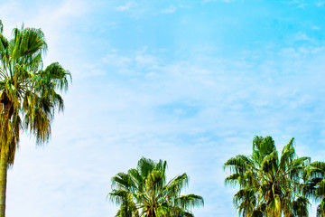 Fototapeta premium ヤシの木と青空