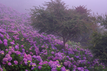朝靄の紫陽花