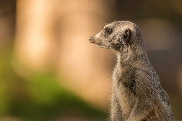 Meerkat closeup standing