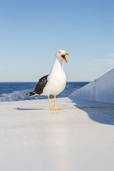 The seagull screams on the ship