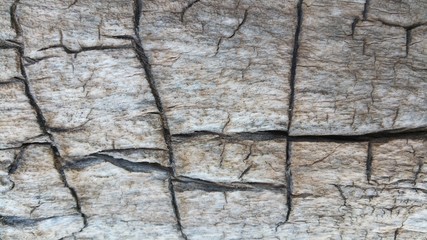 deep grooves old tree