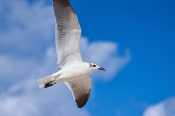 Large sea bird Albatross flies over the sea