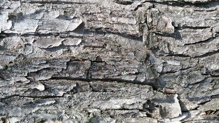 tree bark closeup