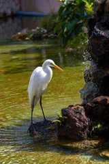 White Heron on long legs with a red beak