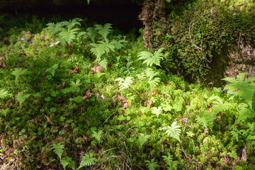 Fototapeta premium 甲武信ヶ岳登山