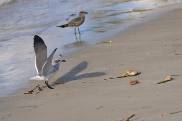 Large sea bird Albatross flies over the sea