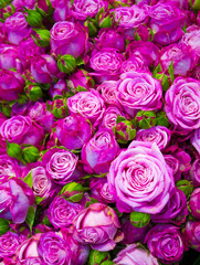 floral background of roses