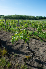 Fototapeta na wymiar Young branch with sunlights in Bordeaux vineyards