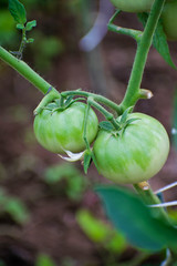 Tomato plants in greenhouse. Green tomatoes plantation. Organic farming, young tomato plants growth in greenhouse.