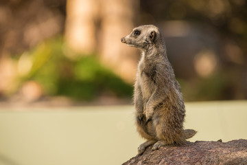 Meerkat closeup standing