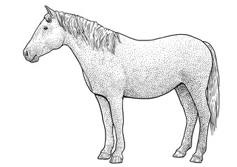 Horse illustration, drawing, engraving, ink, line art, vector
