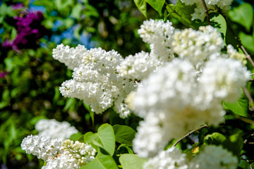 Inflorescence of a white lilac against a blue sky 