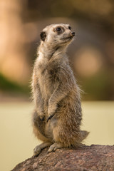 Meerkat closeup standing