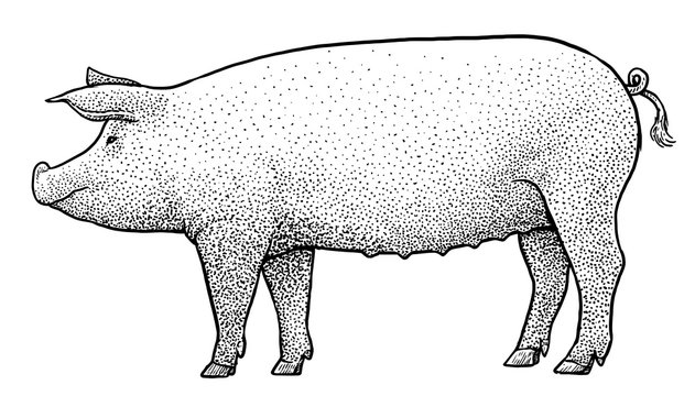 Pig illustration, drawing, engraving, ink, line art, vector