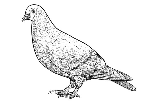 Pigeon illustration, drawing, engraving, ink, line art, vector