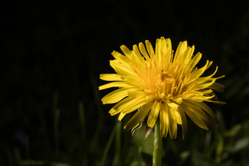 Löwenzahnblüte
