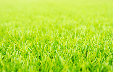 green grass background.