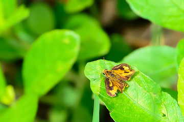 Butterfly resting comfortably on the grass.