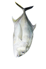  Caranx ignobilis