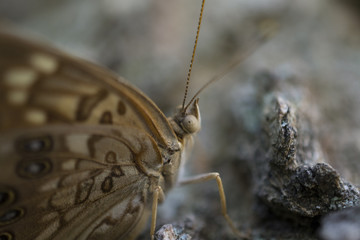 Obraz premium Butterfly Eye and Antennae