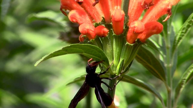 Wasp on bright orange Leonotis leonurus or wild dagga flower