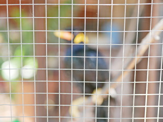 A wild bird (Hill Mynah) trapped in a cage symbolizing hopelessness and losing freedom in life -...