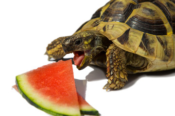 Hungry greek Turle is eating a melon.