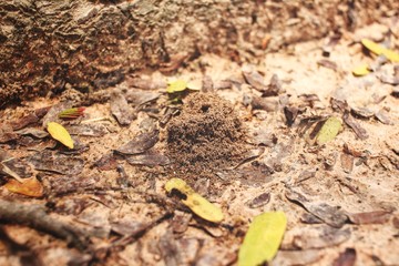Close up of ants nest
