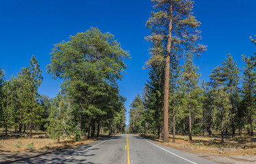 Fototapeta premium Wide view of a southern California pine forest in the mountains above Los Angeles.