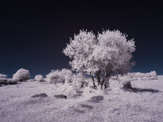 infrared photography - ir photo of a tree - the art of our world in the infrared spectrum