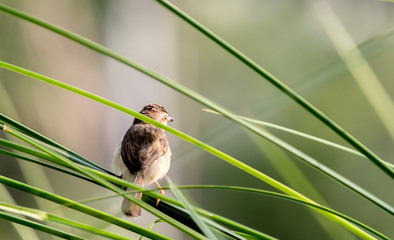 Plain Prinia (Prinia inornata) on grass at Chulalongkorn University