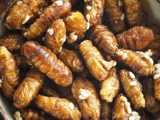 Close up of silkworm pupae