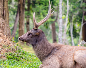 Closeup Male Samber Deer at Khao Yai National Park, Thailand