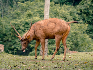 Male Samber Deer at Khao Yai National Park, Thailand