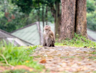 A wild monkey sitting on the ground at Khao Yai National Park, Thailand