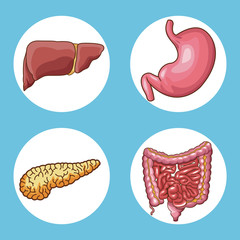 Digestive system organs round icons vector illustration graphic design