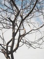 Dried branch on tree