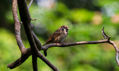 Eurasian Tree Sparrow (Passer montanus) sitting on branch