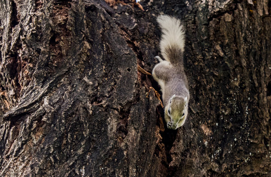 Variable squirrel (Finlayson's squirrel, Callosciurus finlaysonii) eating on tree trunk, Thailand