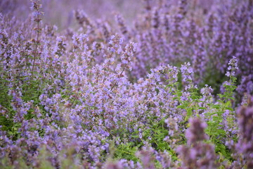 Obraz premium Lavender flower garden