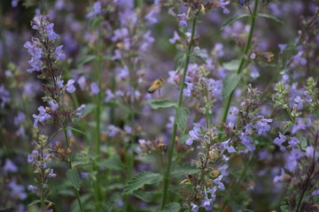 Obraz premium Lavender flower garden and bee