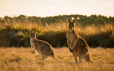 Fototapeten Känguru im offenen Feld während eines goldenen Sonnenuntergangs © NATHAN WHITE IMAGES