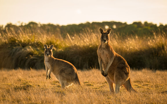 Kangaroo in open field during a golden sunset