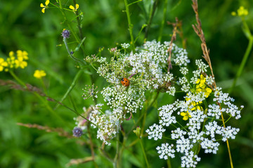 Ladybug close-up in green grass