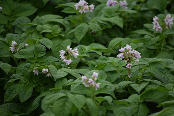 ジャガイモ畑とジャガイモの花