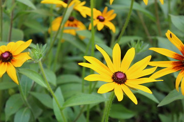 yellow flowers on a green summer background in a flowerbed
