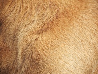 Brown dog fur background or texture