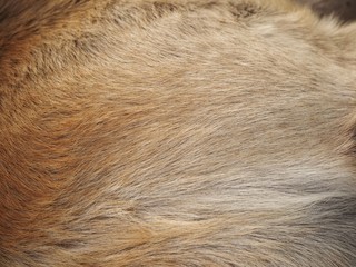 Brown dog fur background or texture